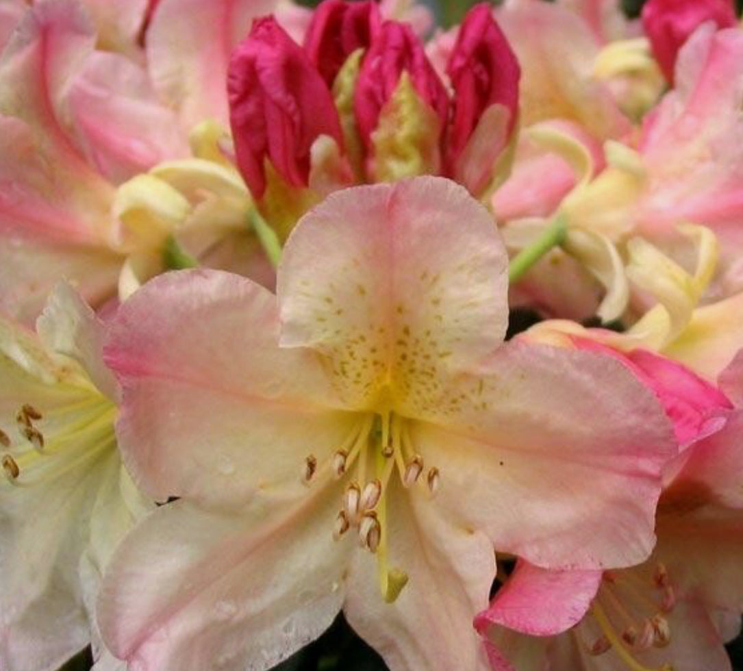 Rhododendron Percy Wiseman In 1.5 ltr pot