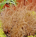 Carex Comans Bronze In 1 ltr pot