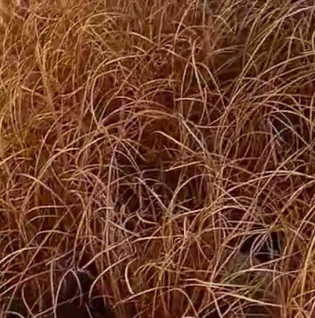 Carex Comans Bronze In 1 ltr pot