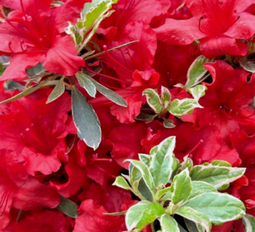 Azalea Hot Shot 1 ltr pot