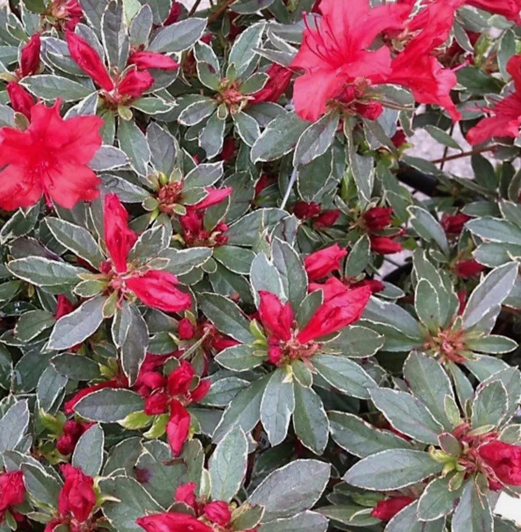 Azalea Hot Shot 1 ltr pot