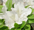 Azalea Mount Everest 1 ltr