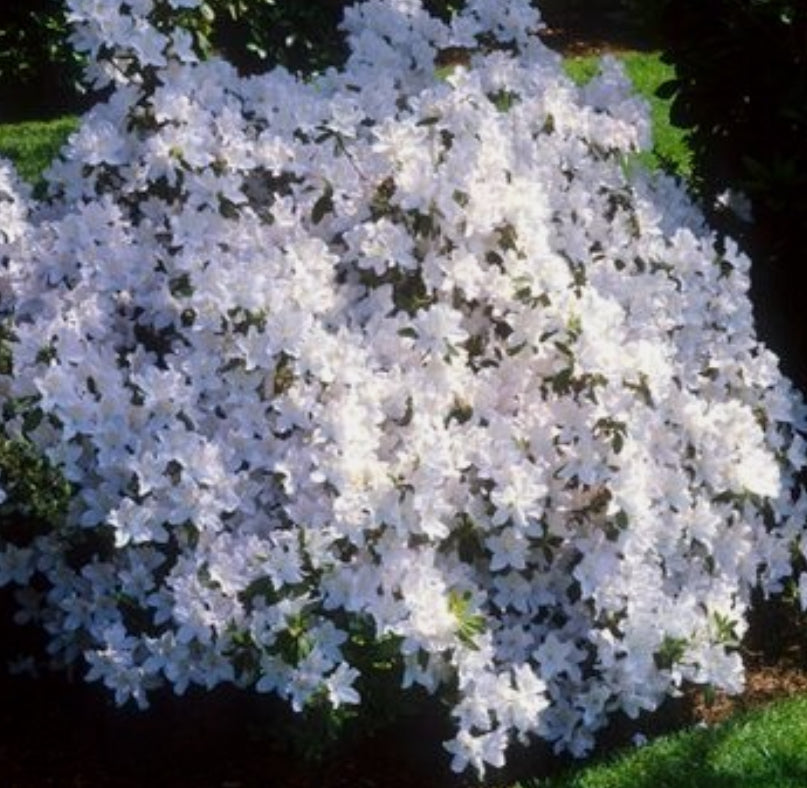 Azalea Mount Everest 1 ltr