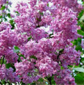 Syringa Marechal Foch Lilac 1.5 ltr pot