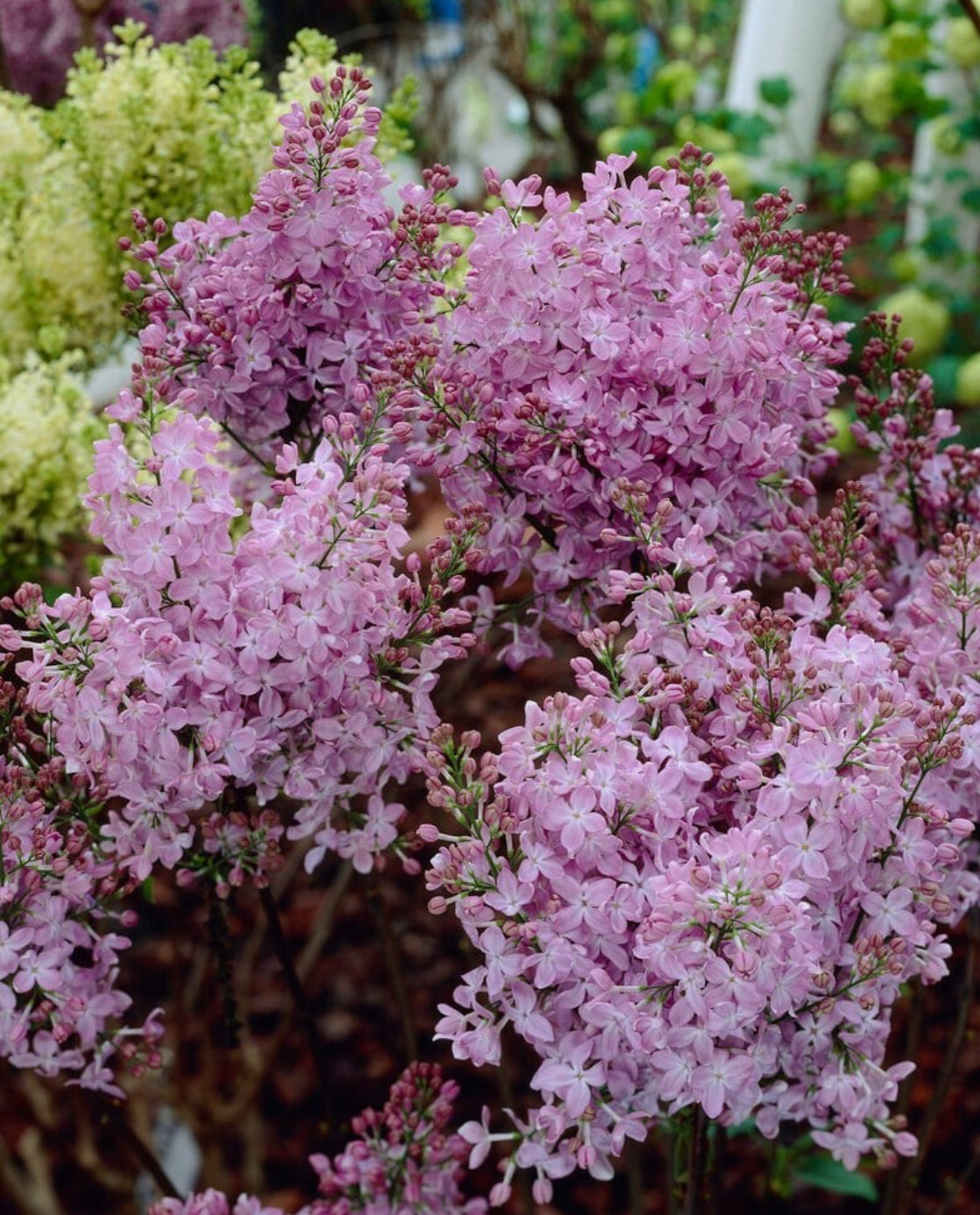 Syringa Marechal Foch Lilac 1.5 ltr pot