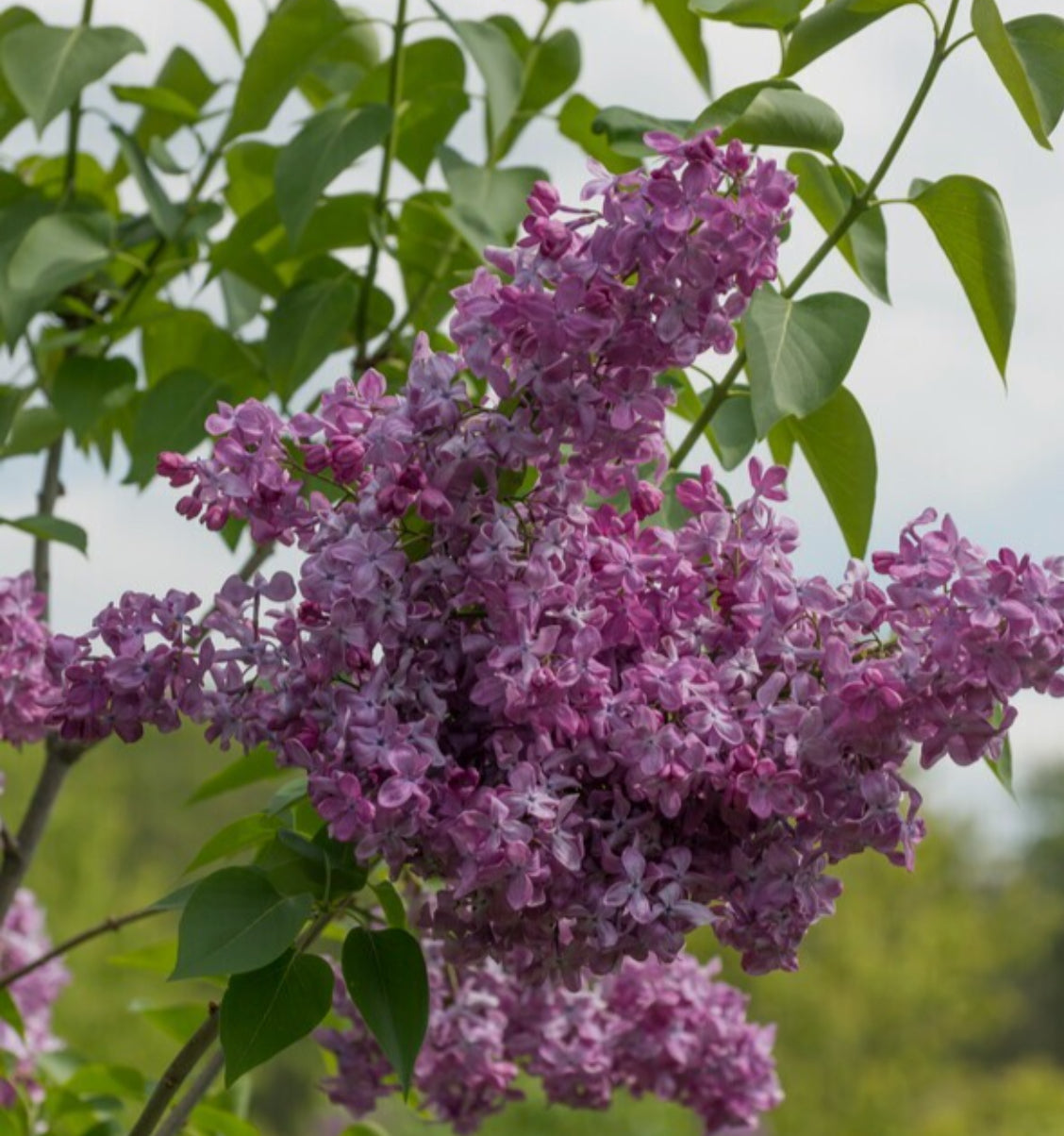Syringa Marechal Foch Lilac 1.5 ltr pot
