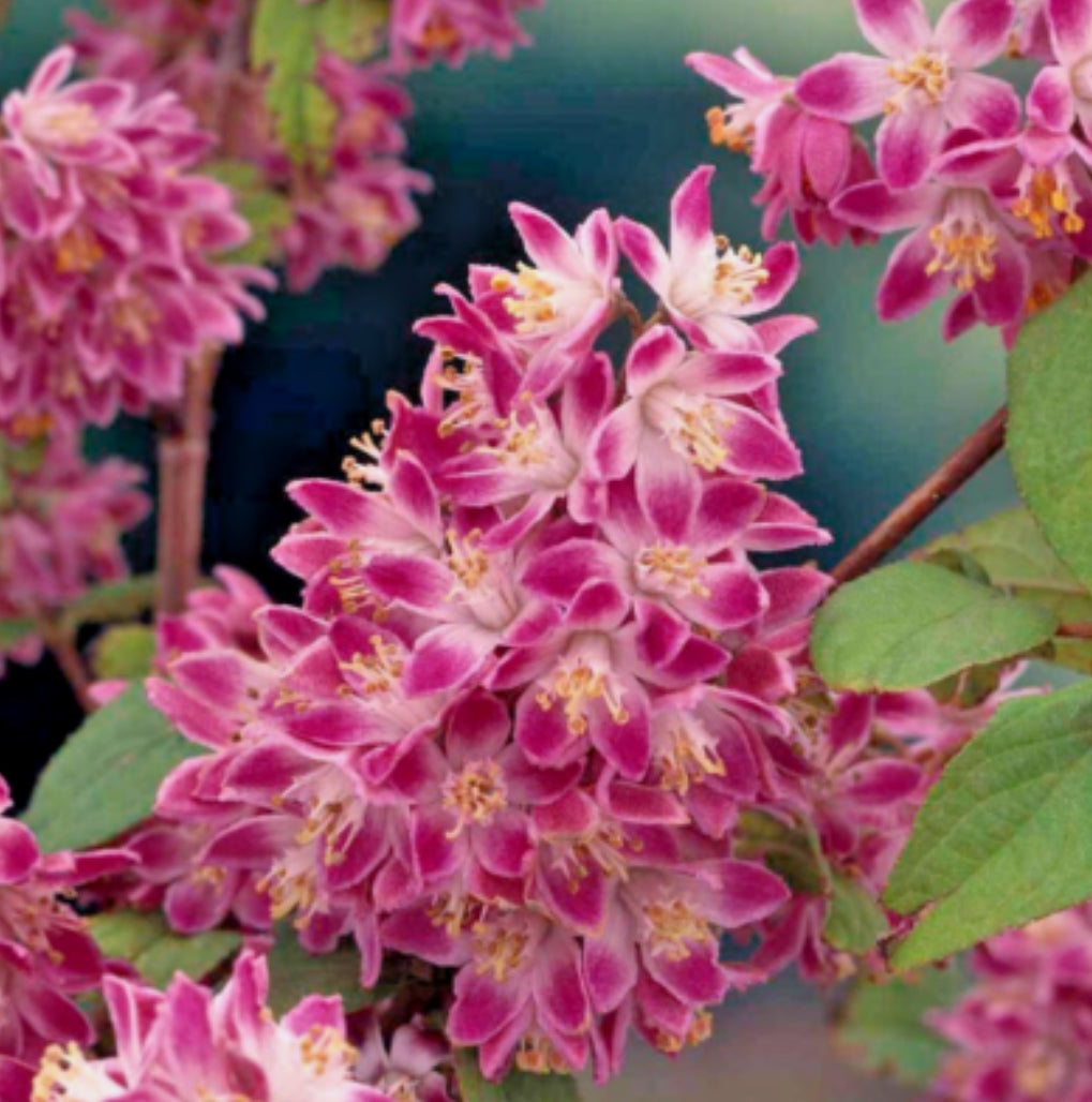 Deutzia Strawberry Field 1 ltr pot