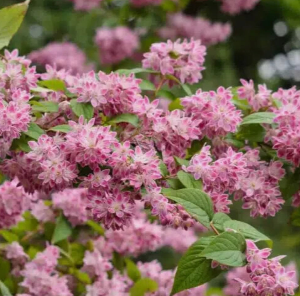 Deutzia Strawberry Field 1 ltr pot