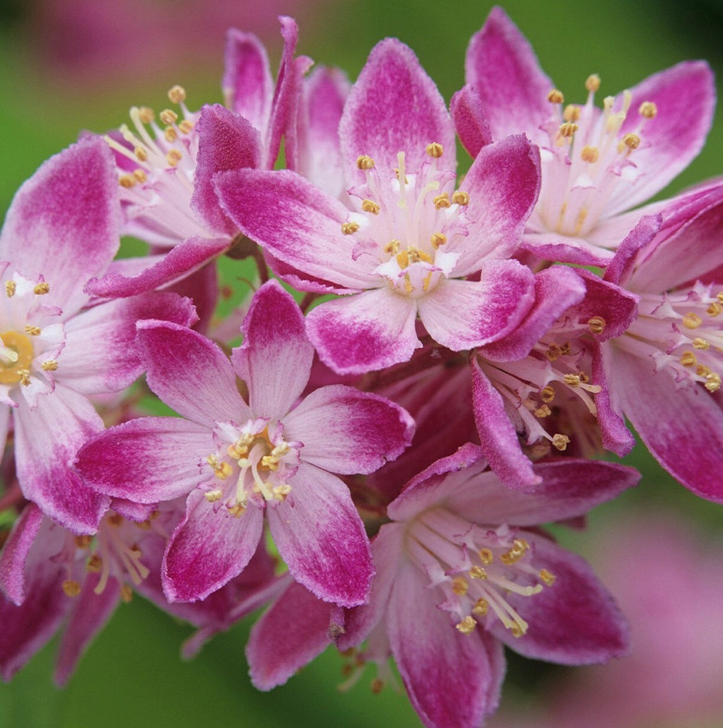 Deutzia Strawberry Field 1 ltr pot