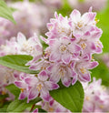 Deutzia 'Raspberry Sundae' 1 ltr pot