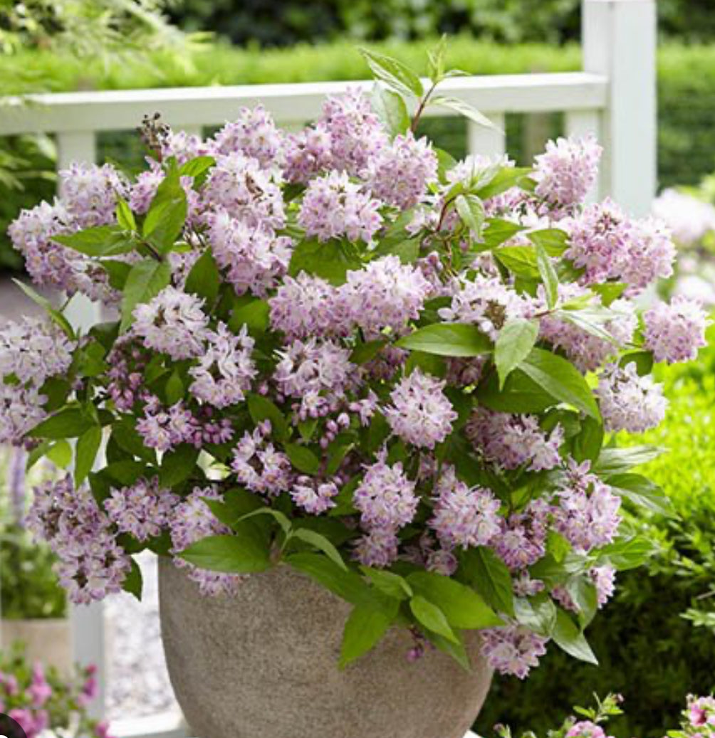 Deutzia 'Raspberry Sundae' 1 ltr pot