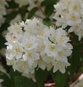 Deutzia lemoinei in 1 ltr pot