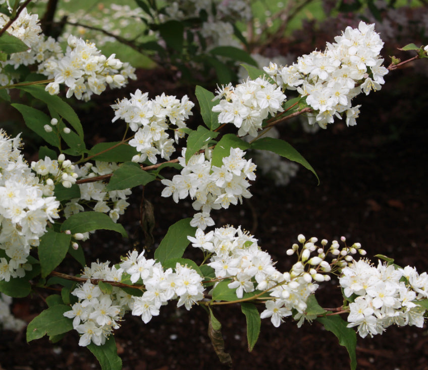 Deutzia lemoinei in 1 ltr pot