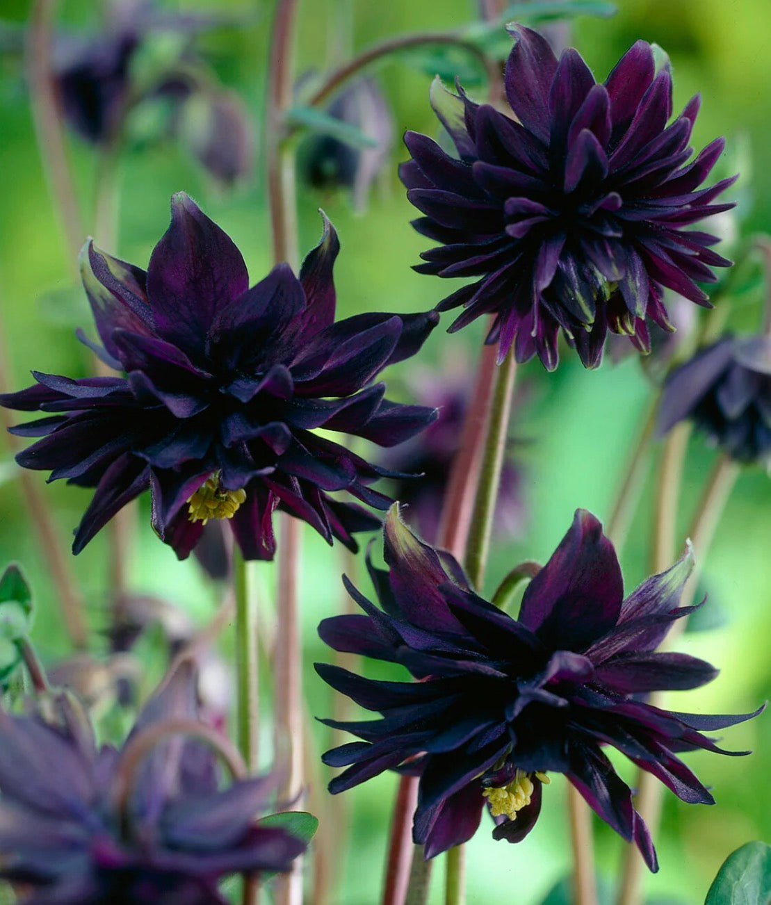 Aquilegia 'Black Barlow' 1 ltr pots