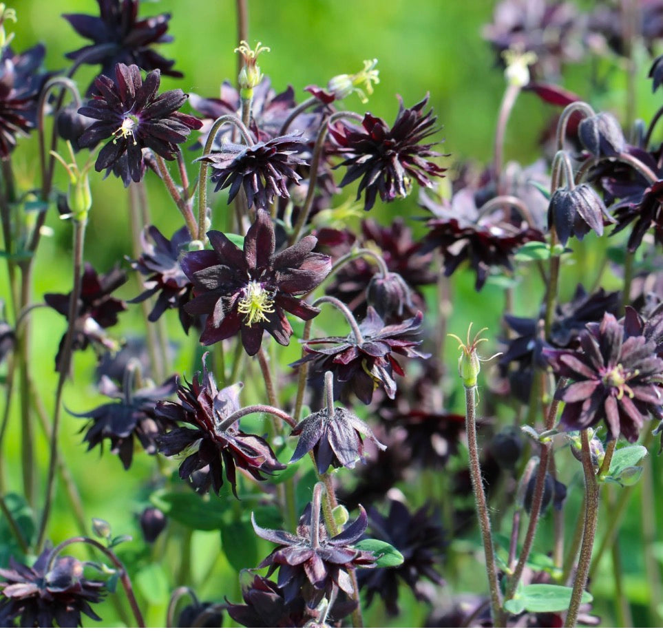 Aquilegia 'Black Barlow' 1 ltr pots