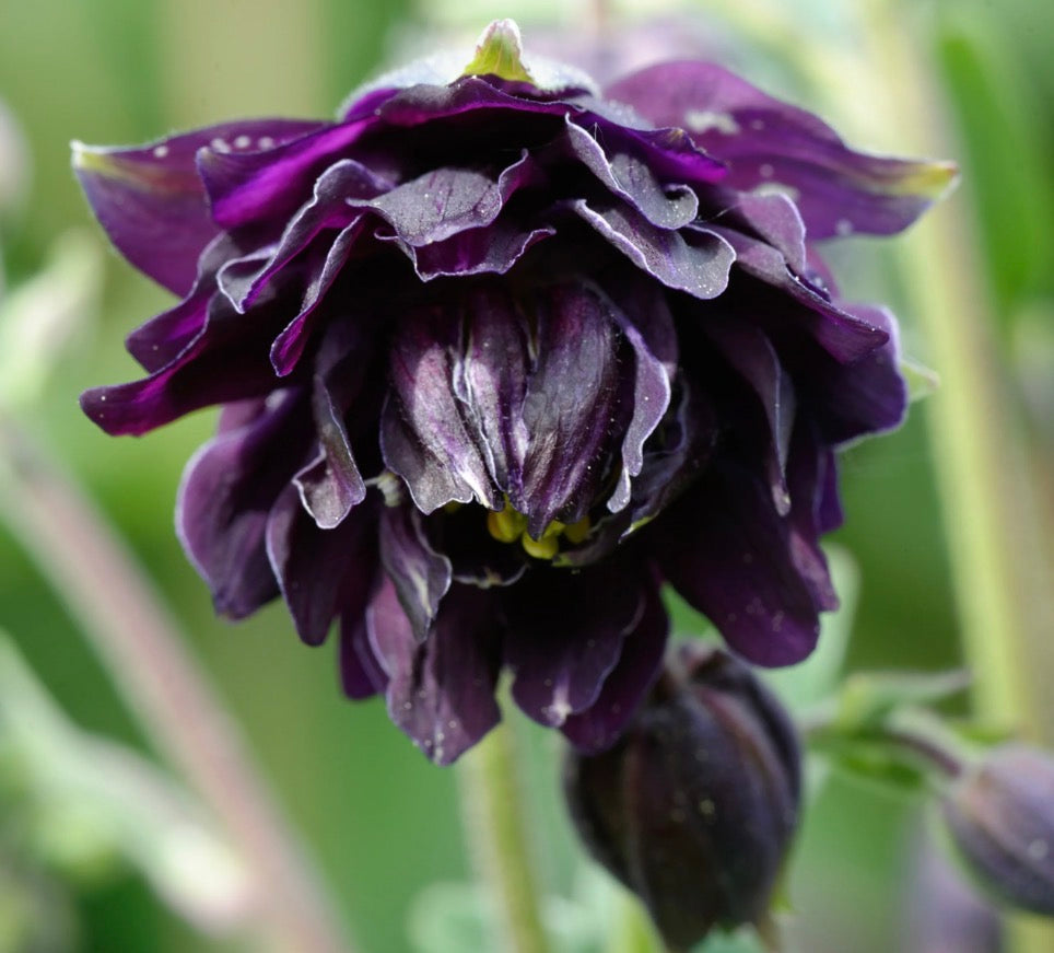 Aquilegia 'Black Barlow' 1 ltr pots