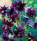 Aquilegia 'Black Barlow' 1 ltr pots