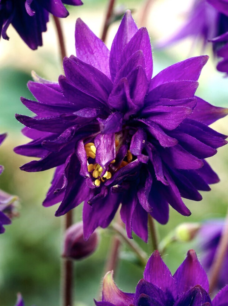 Aquilegia 'Blue Barlow' 1 ltr pots