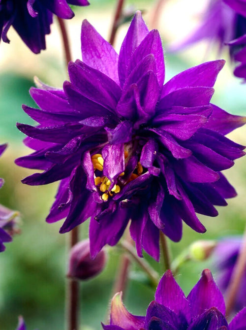 Aquilegia 'Blue Barlow' 1 ltr pots