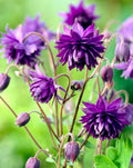 Aquilegia 'Blue Barlow' 1 ltr pots