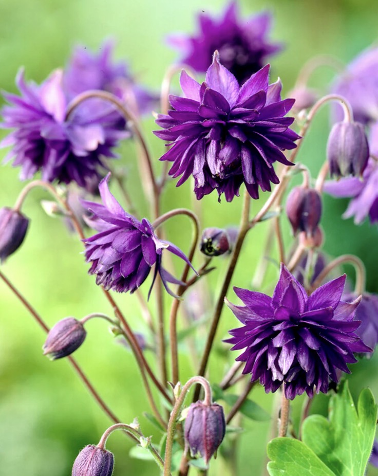 Aquilegia 'Blue Barlow' 1 ltr pots