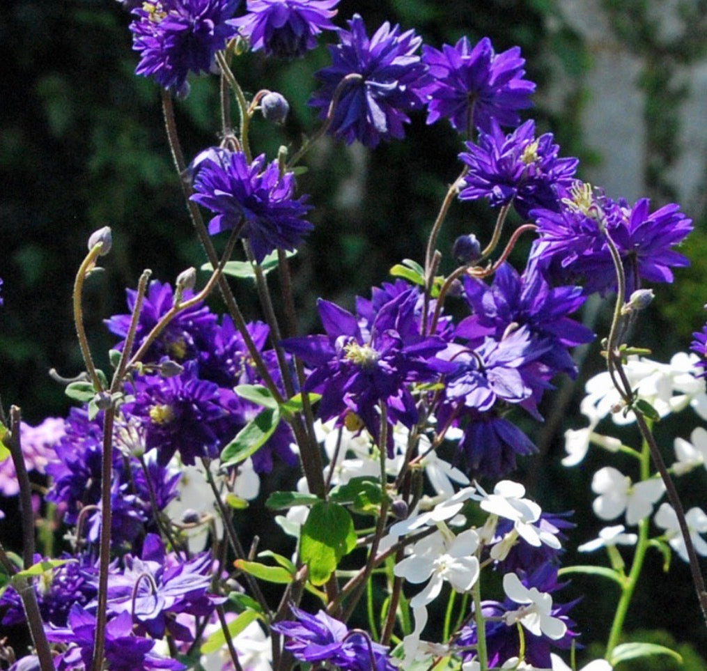 Aquilegia 'Blue Barlow' 1 ltr pots