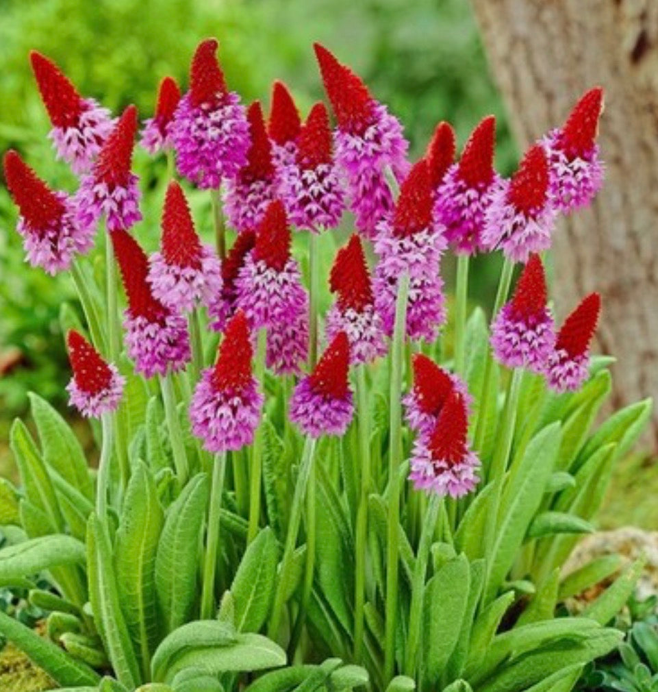 Primula vialii 1 ltr pots Flowering Perennial