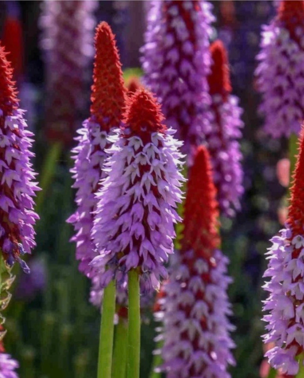 Primula vialii 1 ltr pots Flowering Perennial