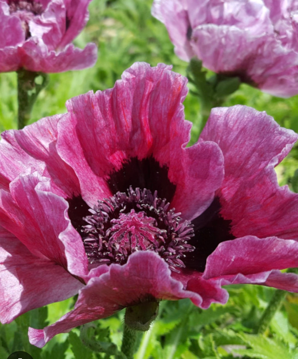 PAPAVER Harlem Poppy in 1 ltr pot