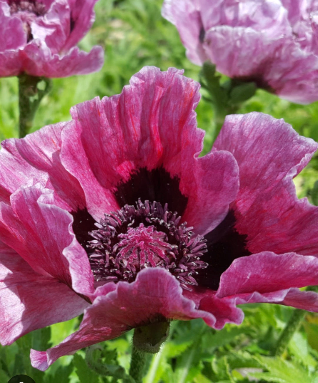 PAPAVER Harlem Poppy in 1 ltr pot