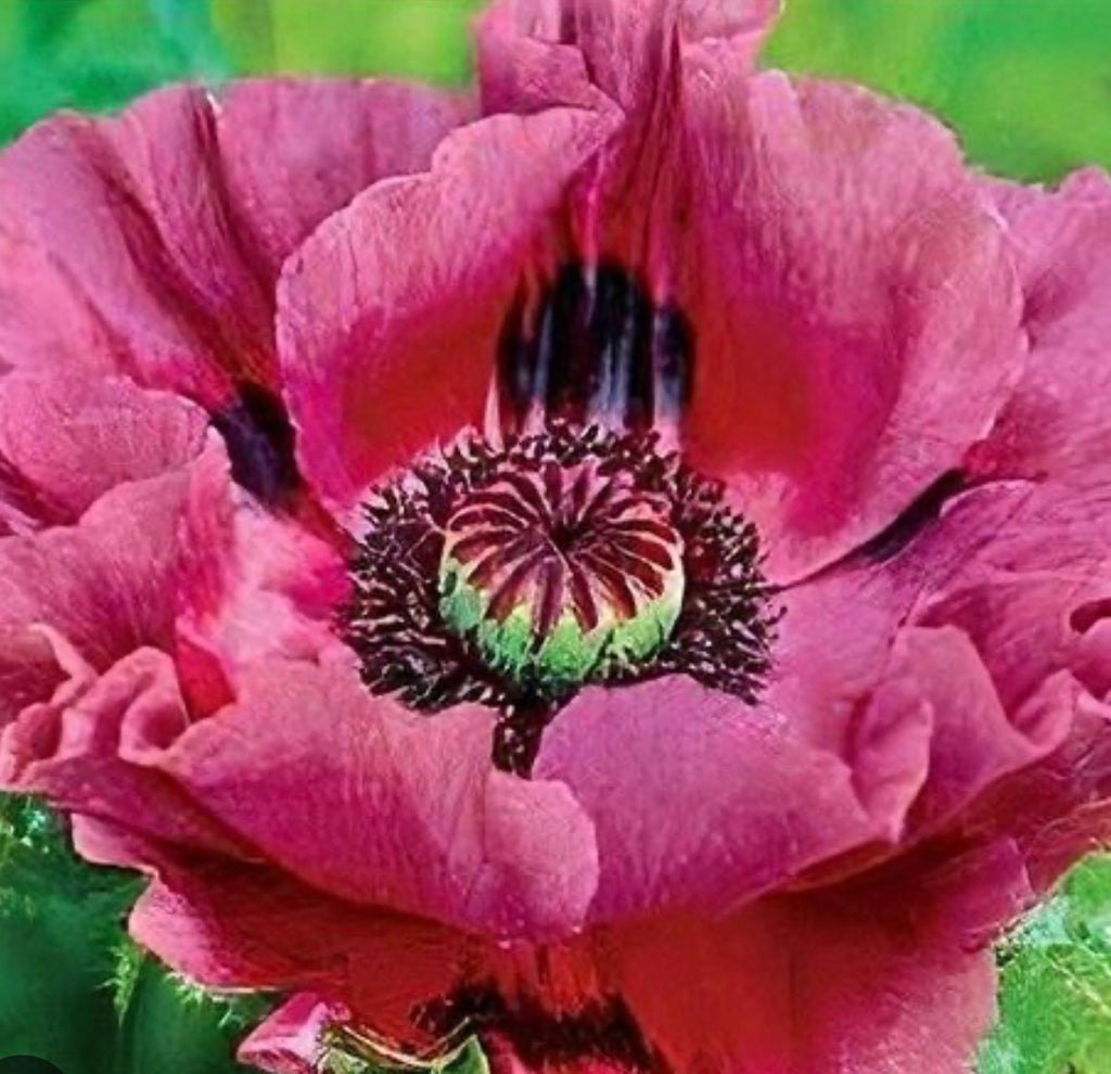 PAPAVER Harlem Poppy in 1 ltr pot