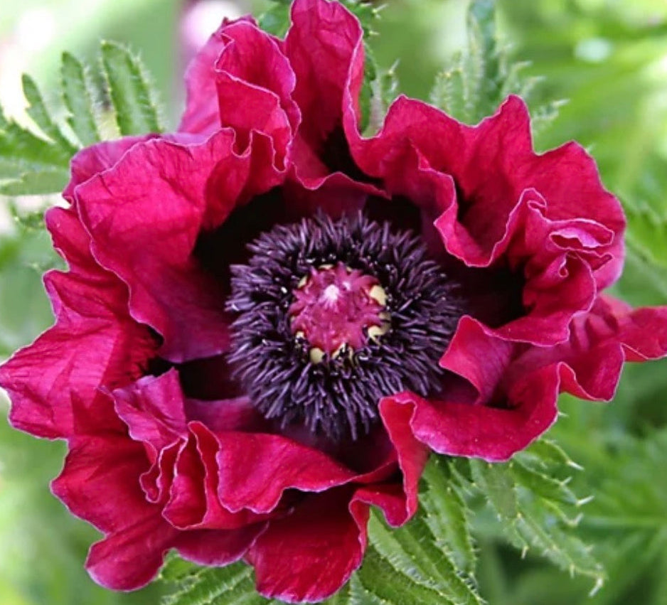 PAPAVER Harlem Poppy in 1 ltr pot
