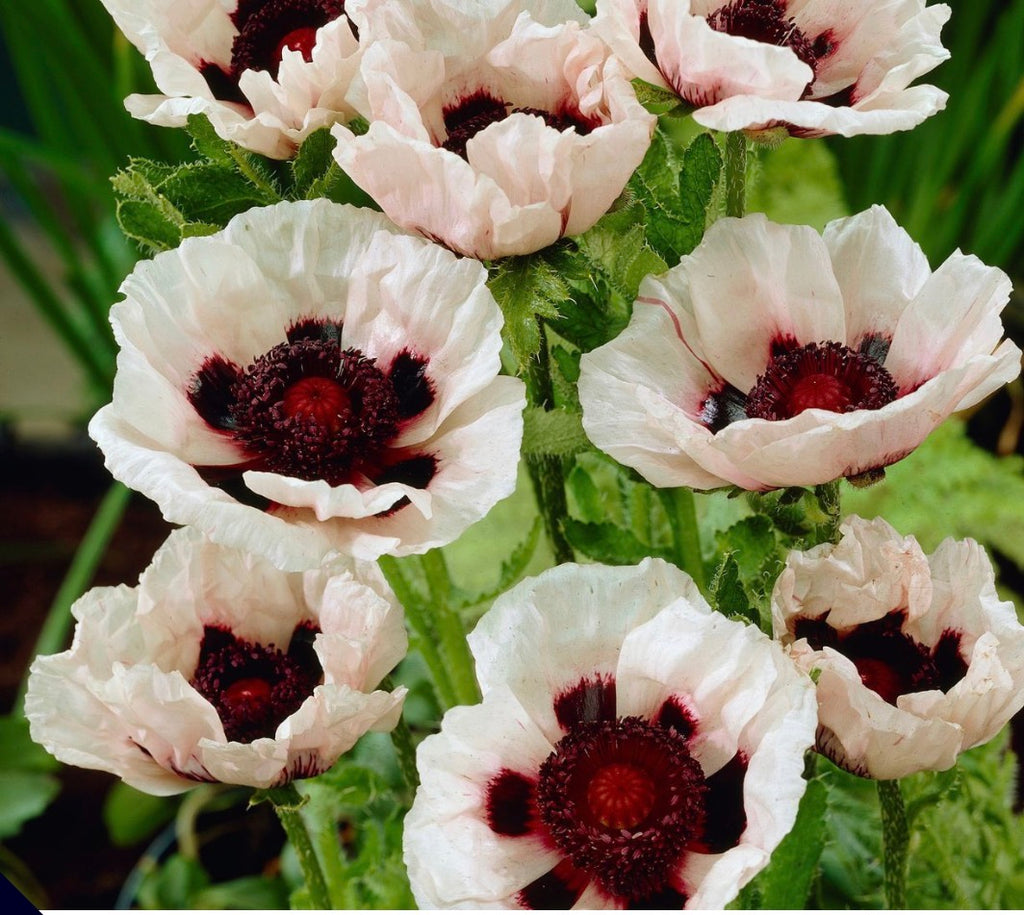 Papaver , poppy , Wedding Day , in 1 ltr pot
