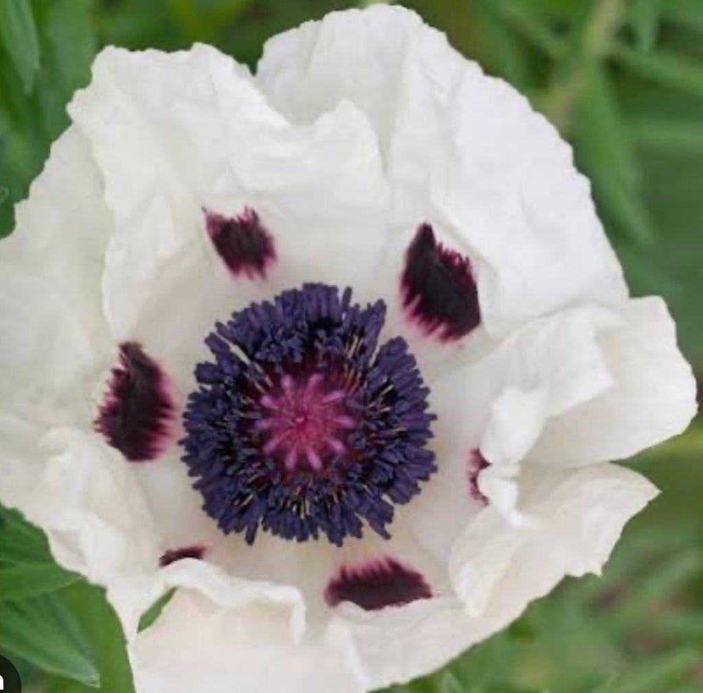 Papaver , poppy , Wedding Day , in 1 ltr pot