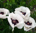 Papaver , poppy , Wedding Day , in 1 ltr pot