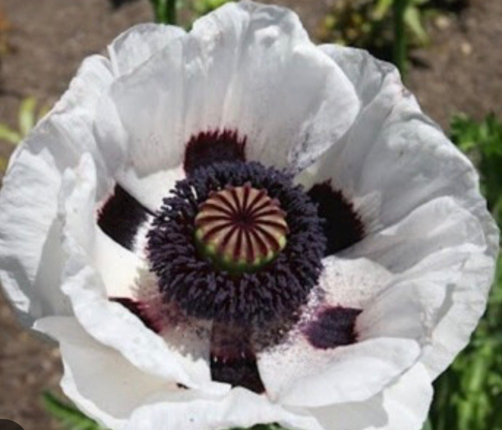 Papaver , poppy , Wedding Day , in 1 ltr pot