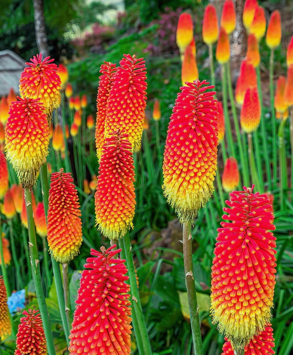 Kniphofia Red Hot Poker (Alcazar) Hardy Perennial