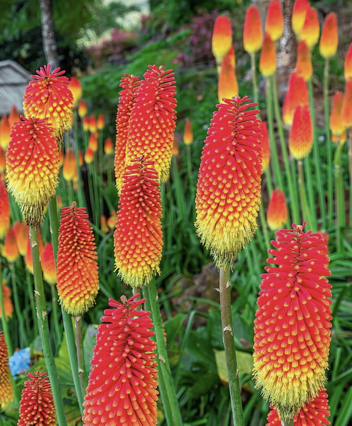 Kniphofia Red Hot Poker (Alcazar) Hardy Perennial