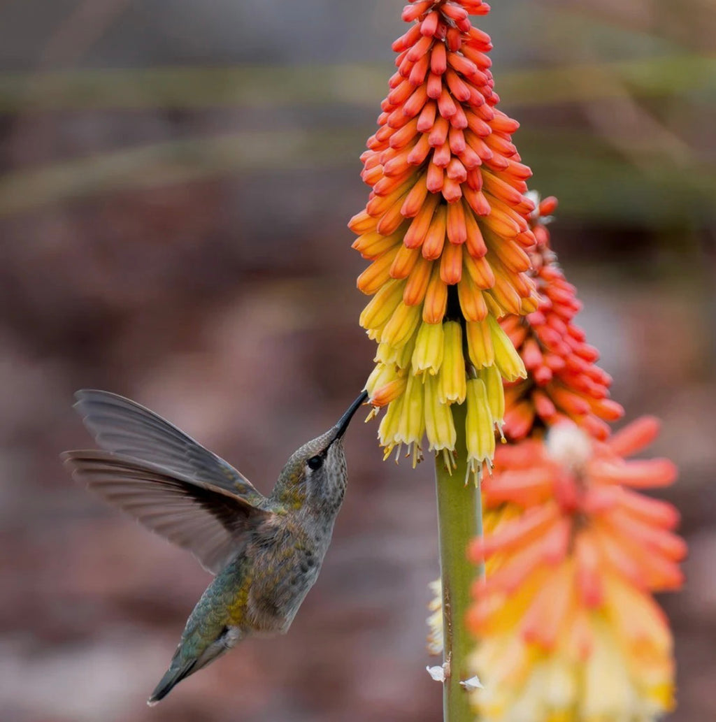 Kniphofia Red Hot Poker (Alcazar) Hardy Perennial