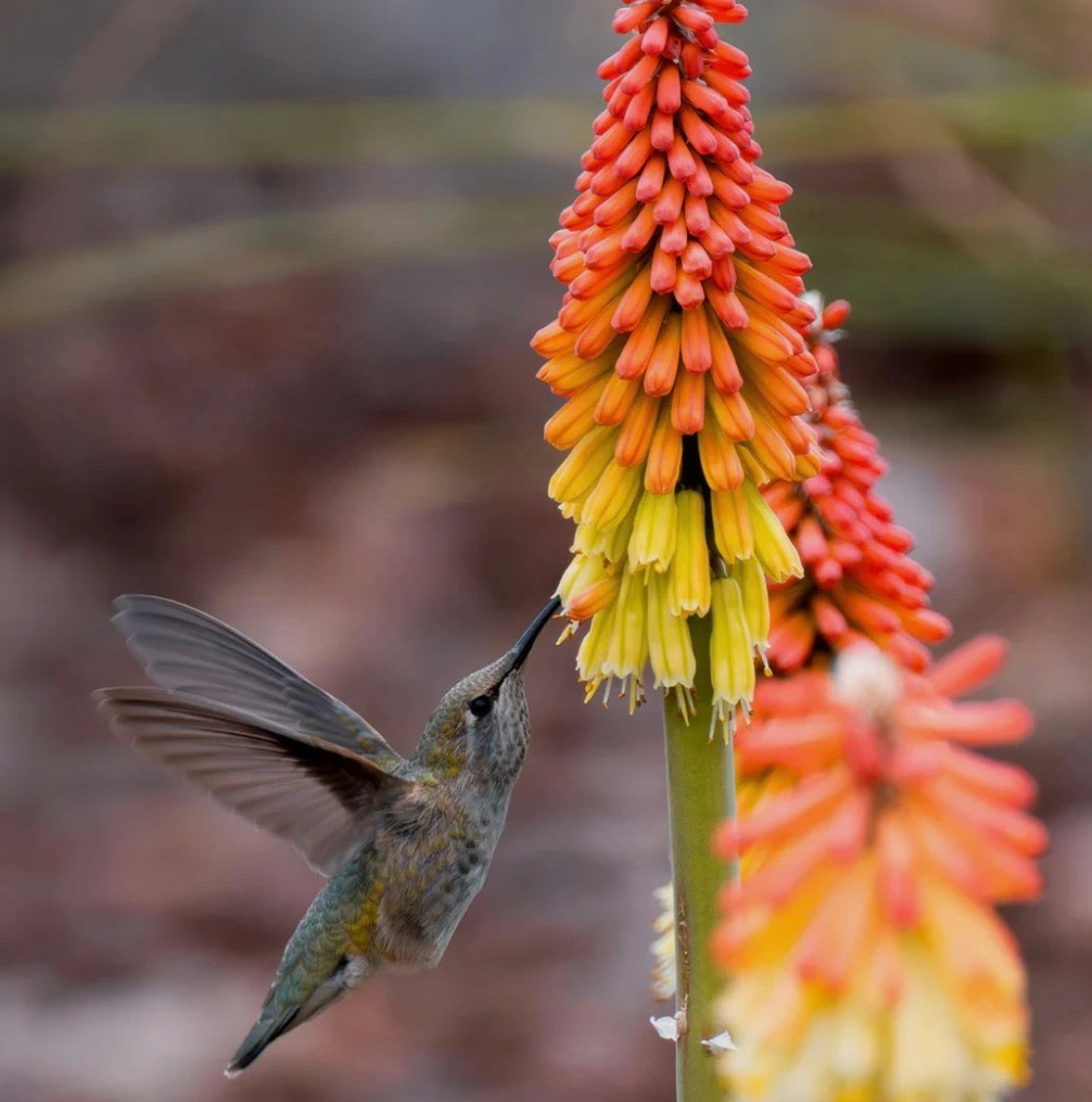 Kniphofia Red Hot Poker (Alcazar) Hardy Perennial