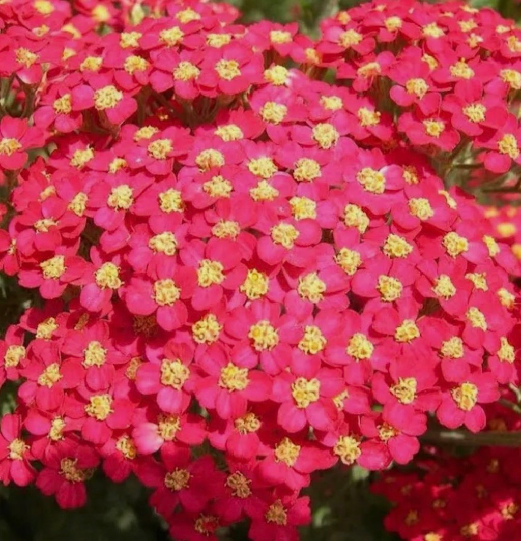 Achillea 'Paprika' 1 ltr Pot
