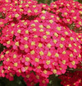 Achillea 'Paprika' 1 ltr Pot