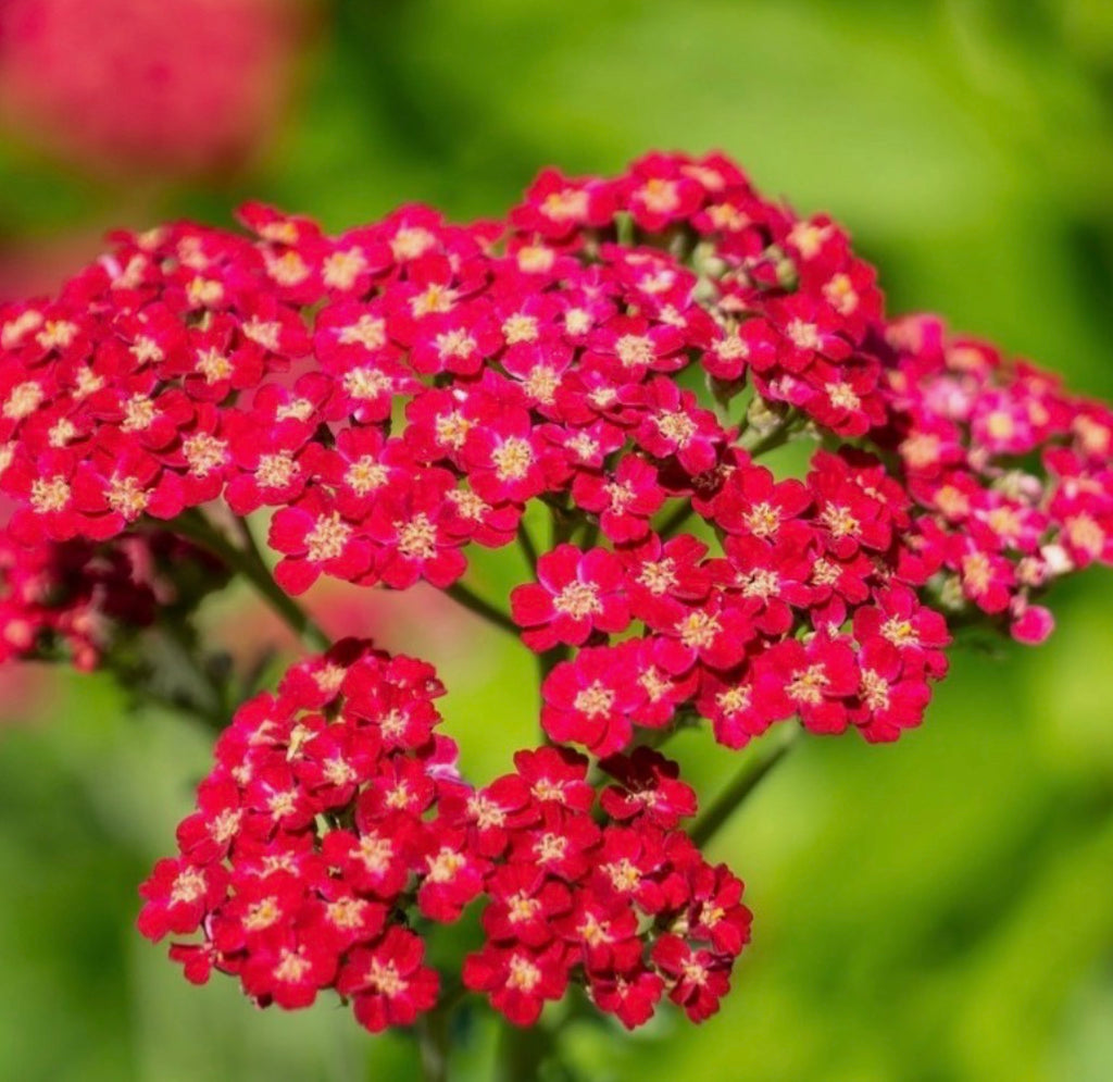 Achillea 'Paprika' 1 ltr Pot
