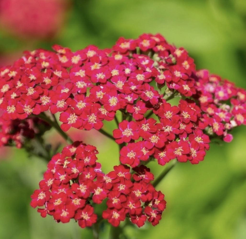 Achillea 'Paprika' 1 ltr Pot