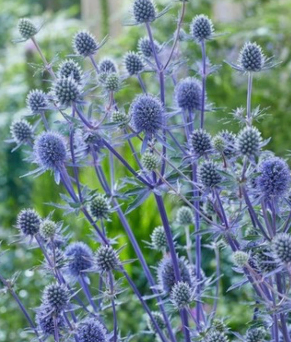 Eryngium Planum 1 ltr pot