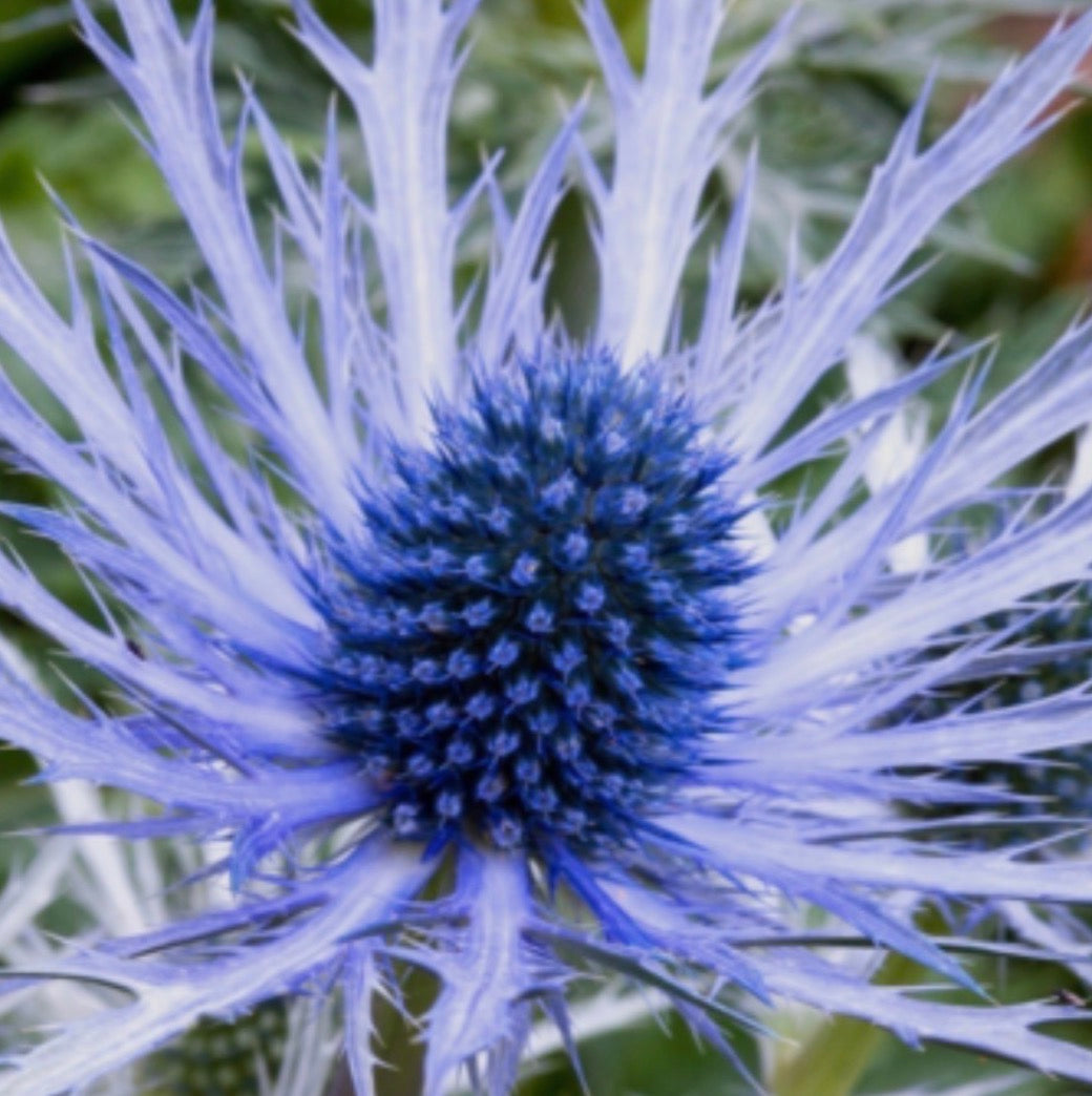 Eryngium Planum 1 ltr pot