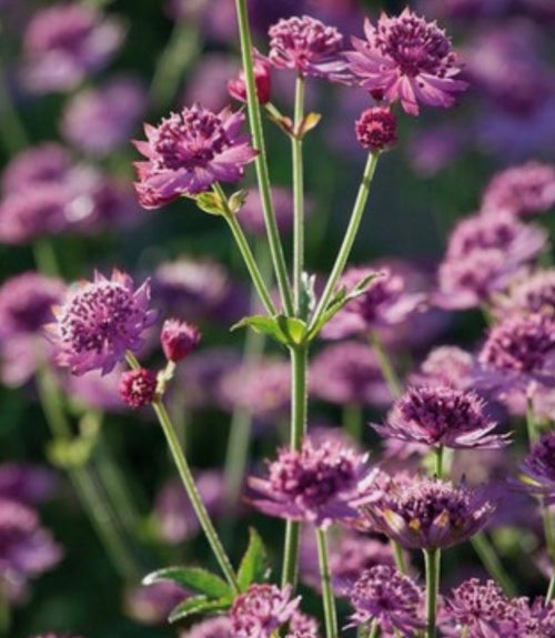Astrantia Ruby Cloud Masterwort 1 ltr pot