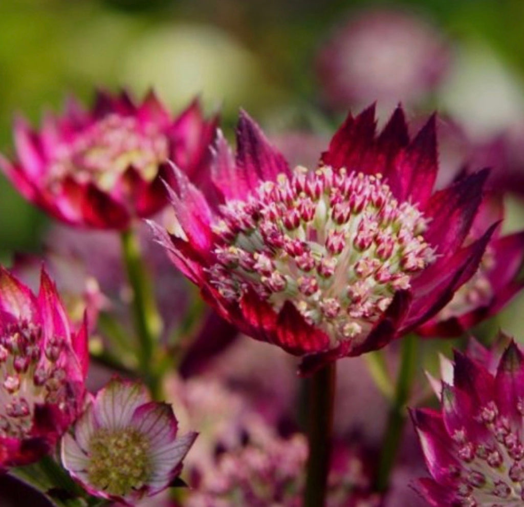 Astrantia Ruby Cloud Masterwort 1 ltr pot