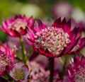 Astrantia Ruby Cloud Masterwort 1 ltr pot