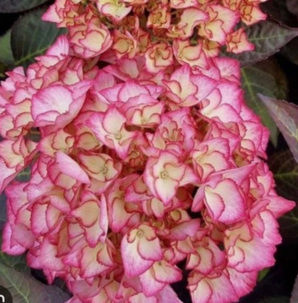 Hydrangea m. 'Adula' 1.5 ltr pot